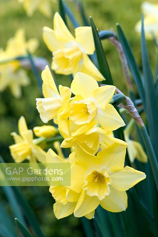 Narcissus 'Verdin', a daffodil with star-shaped flowers and pale cups, several flowers per stem, flowering in April.