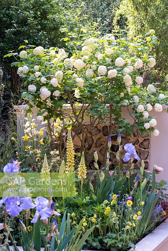 A Suffolk Retreat. Perennial bed of Iris 'Jane Philips', lupin, geum and Viburnum opulus. Sponsor: The Pro Corda Trust. Designer: Freddy Whyte. RHS Chelsea Flower Show 2016