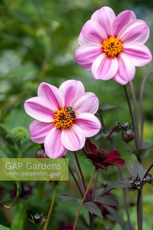 Dahlia 'Candy Eyes' with Cosmos atrosanguineus. Candy eyes is a compact dahlia with striped flowers and dark bronze foliage. RHS Hampton Court Flower Show 2016