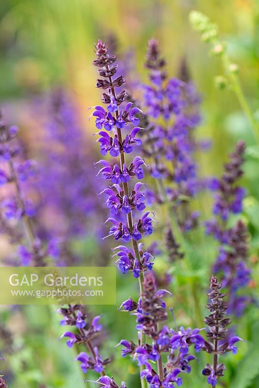 Salvia x sylvestris 'RÃ¼gen',a compact perennial sage with  racemes of deep violet flowers in early summer. Hampton court flower show 2016 