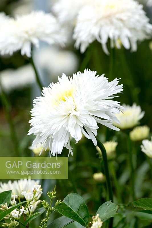 Leucanthemum x superbum 'Ice Star', a double flowered Shasta Daisy.