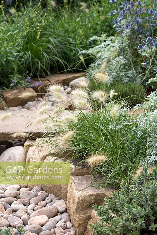 Dry stream bed flanked by Pennisetum villosum. The Drought Garden designed by Steve Dimmock.