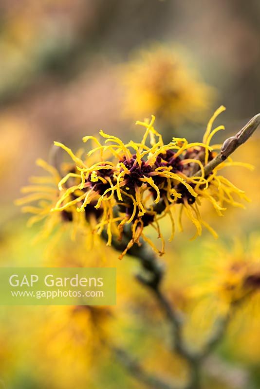 Hamamelis x intermedia 'Barmstedt Gold', a  deciduous shrub, which produces fragrant golden yellow flowers in winter.