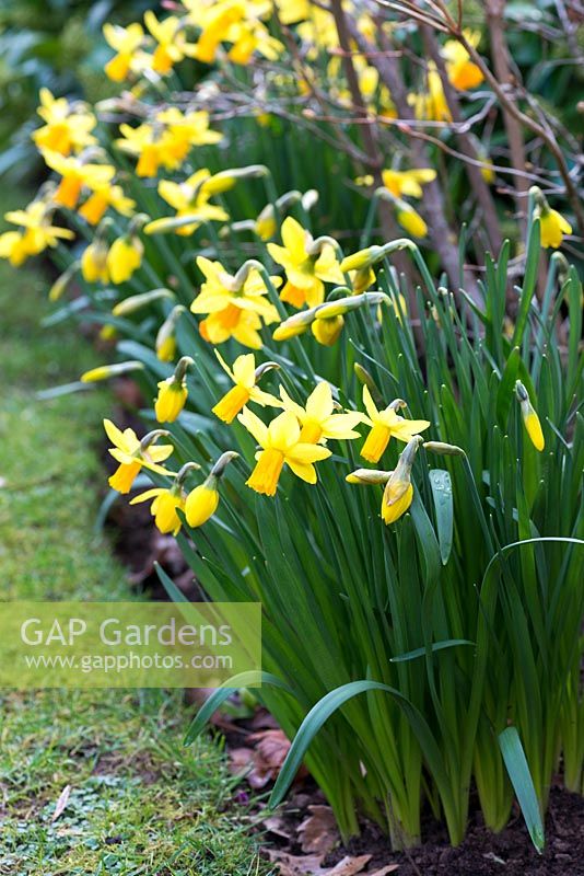Narcissus 'Itzim', winter flowering daffodil, February.