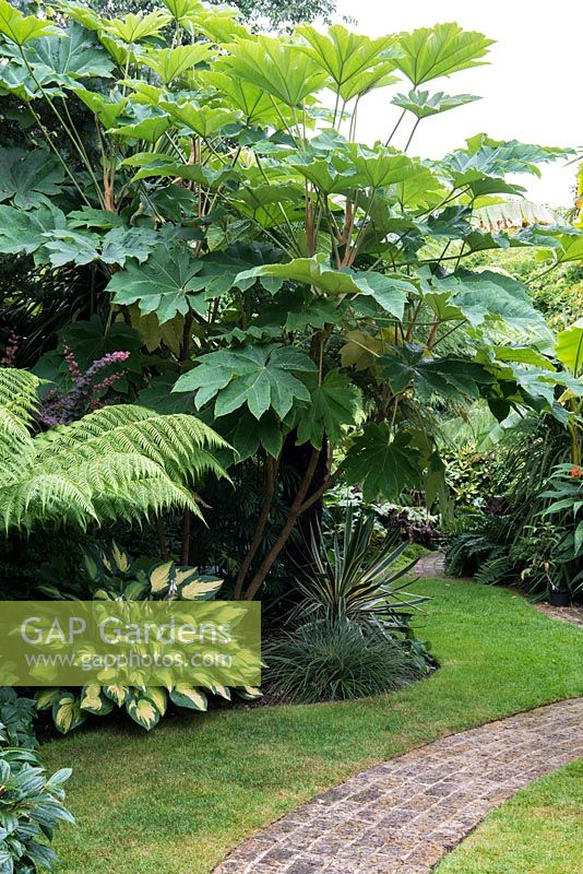 An exotic foliage border planted with Tetrapanax papyrifer, rice paper plant.