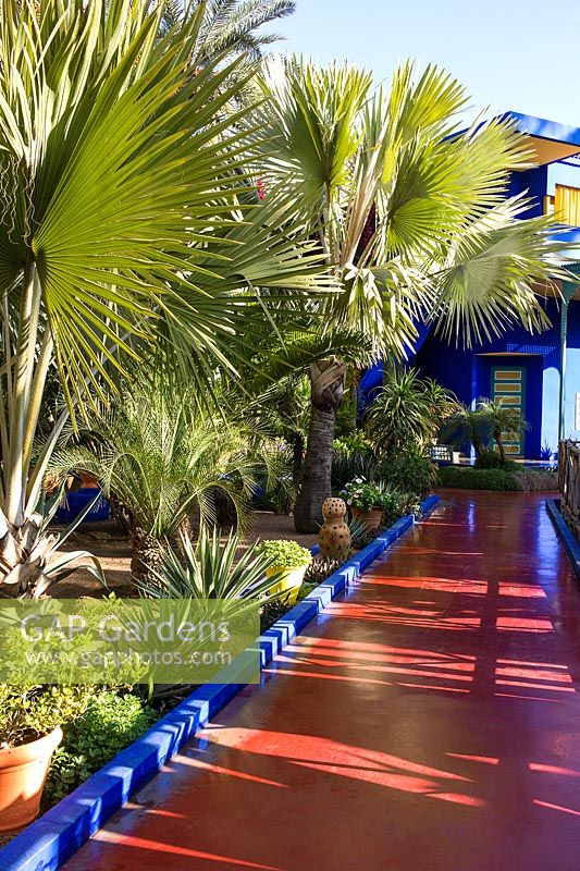 Palms beside a path leading to the villa-studio in the Jardin Majorelle. Created by Jacques Majorelle and further developed by Yves Saint Laurent and Pierre BergÃ©, Marrakech, Morocco