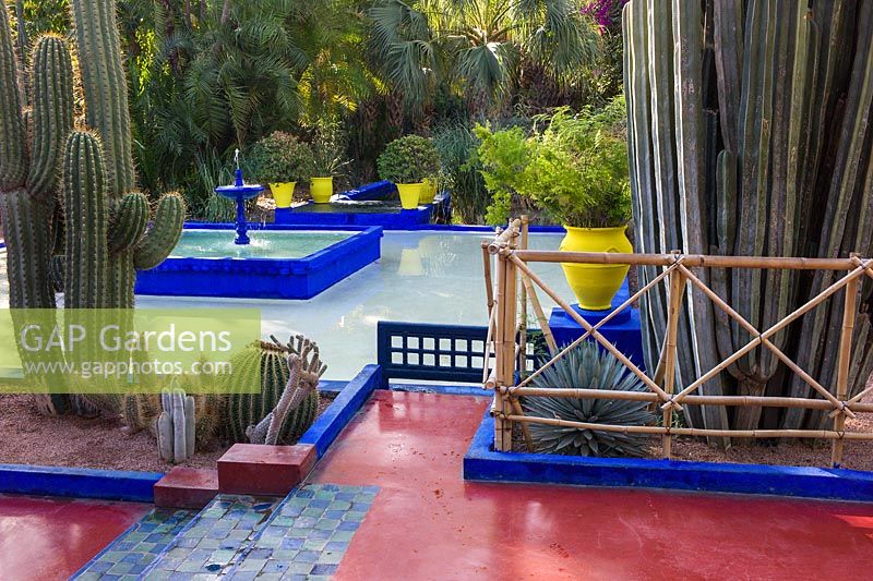 Cacti beside a blue painted fountain and pool in the Jardin Majorelle. Created by Jacques Majorelle and further developed by Yves Saint Laurent and Pierre Bergé, Marrakech, Morocco