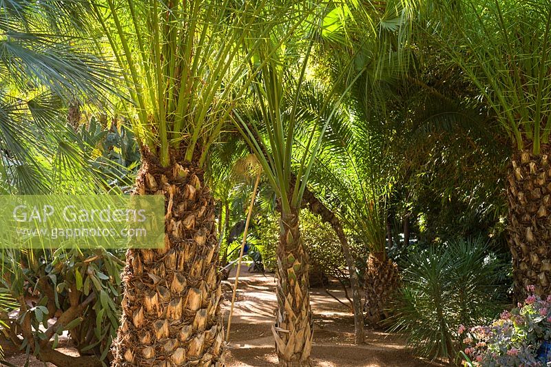 Palm trees in the Jardin Majorelle. Created by Jacques Majorelle and further developed by Yves Saint Laurent and Pierre Berg, Marrakech, Morocco