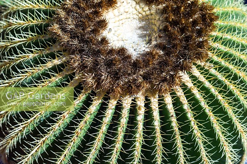 Echinocactus grusonii - Barrel Cactus in the Jardin Majorelle. Created by Jacques Majorelle and further developed by Yves Saint Laurent and Pierre Berge, Marrakech, Morocco