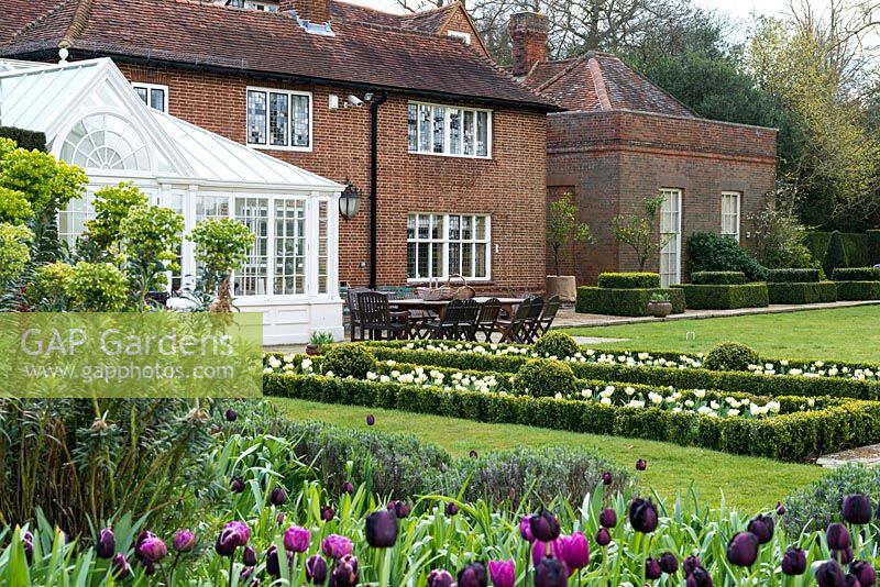 A large garden with formal box parterre planted with Tulipa 'Purissima' 