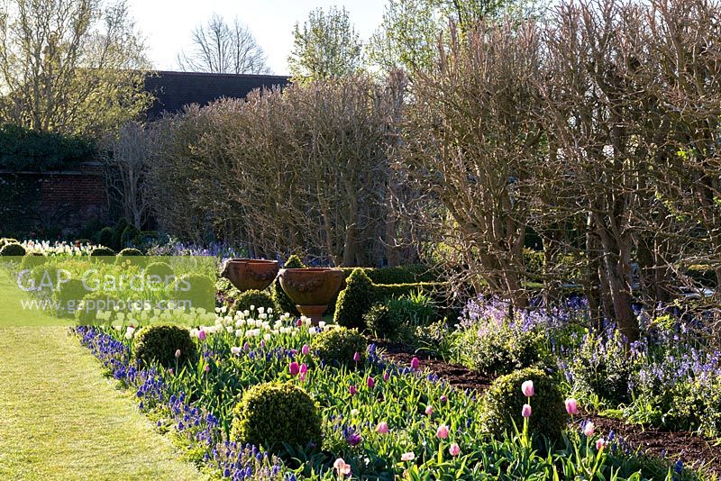 A sunlit spring border with tulips and muscari planted around rows of box balls.
