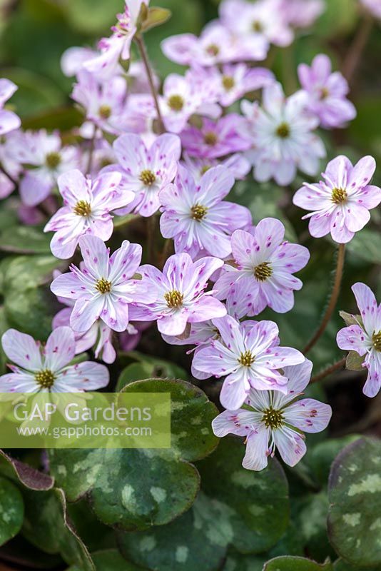 Hepatica nobilis var. japonica f. magna, perennial, bears evergreen marbled leaves and flowers in vibrant hues, from March until April.
