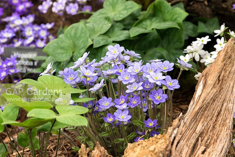 Hepatica americana, perennial with lobed evergreen foliage and flowers in pastel shades, from March until May.