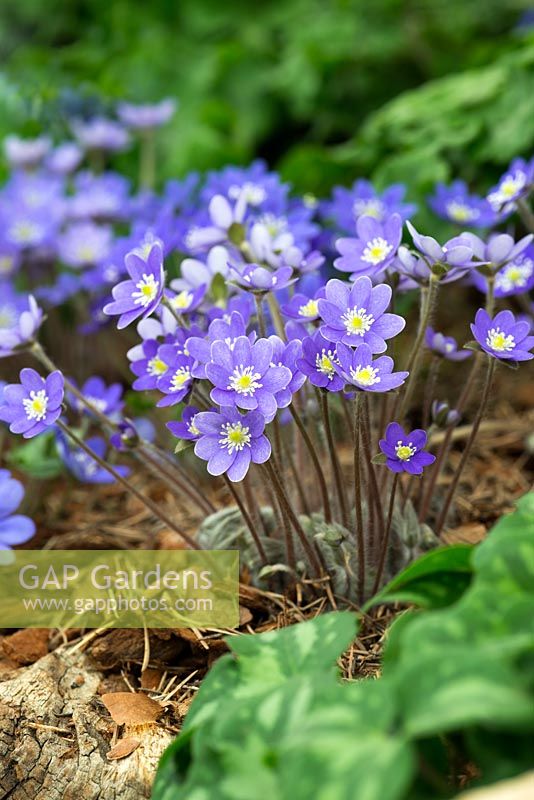 Hepatica nobilis 'Blue Shades', perennial bearing evergreen marbled foliage and bright single flowers, from March to May.