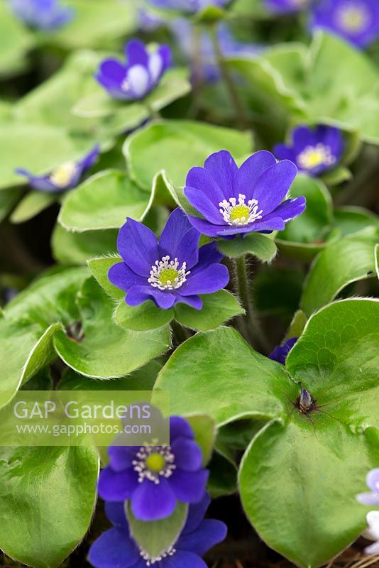 Hepatica x schlyteri 'Ashwood Hybrids', combines evergreen foliage of H. maxima with flower colour and form of H. nobilis. Flowers March and April.