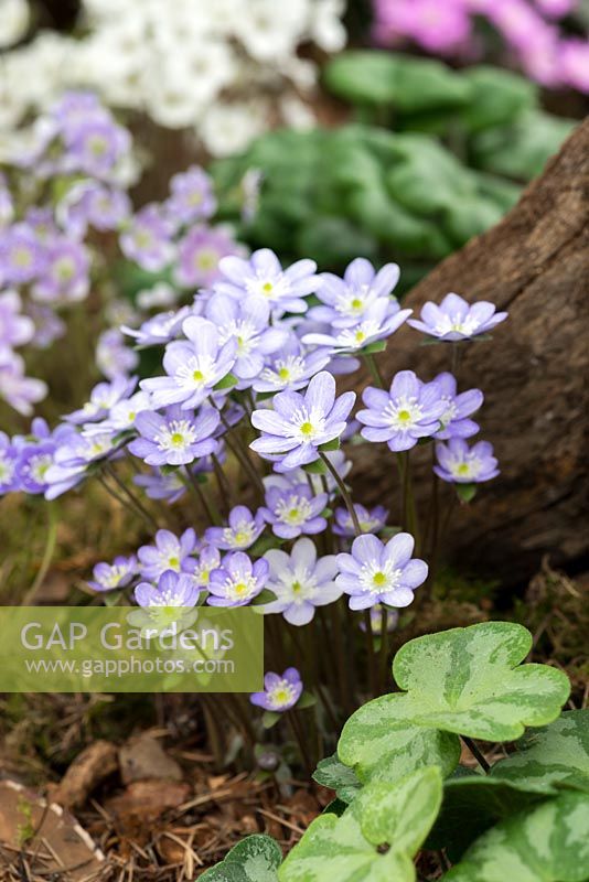 Hepatica acutiloba, an almost evergreen perennial with white or blue flowers, sometimes fragrant, from March until May.