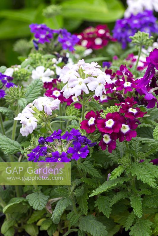 Verbena 'Quartz Waterfall Mix'