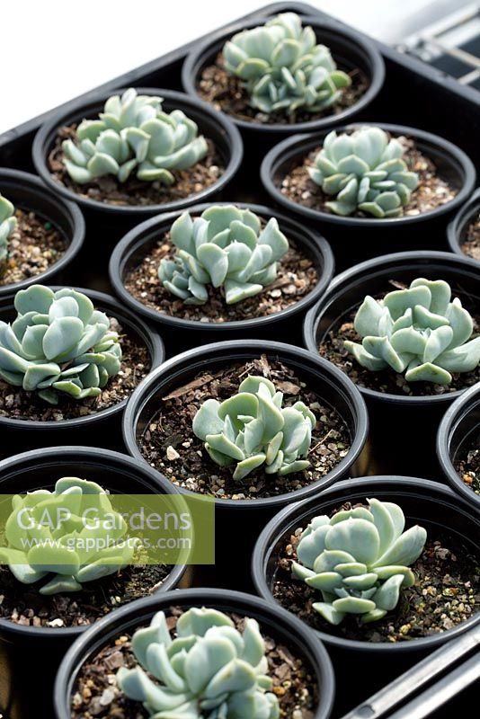 Pots of Echeveria 'Topsy Turvy' with multiple, fleshy grey green leaves seen growing in a glass house.