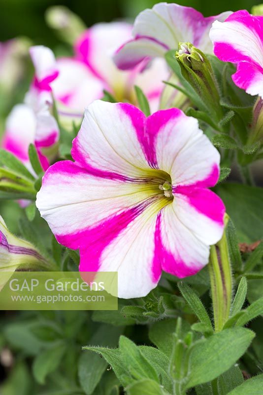 Petunia 'Peppy Pink'