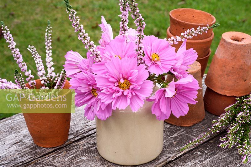 Pink Cosmos bipinnatus Sonata Series with Erica carnea f. alba 'Springwood White' arranged in stoneware vase