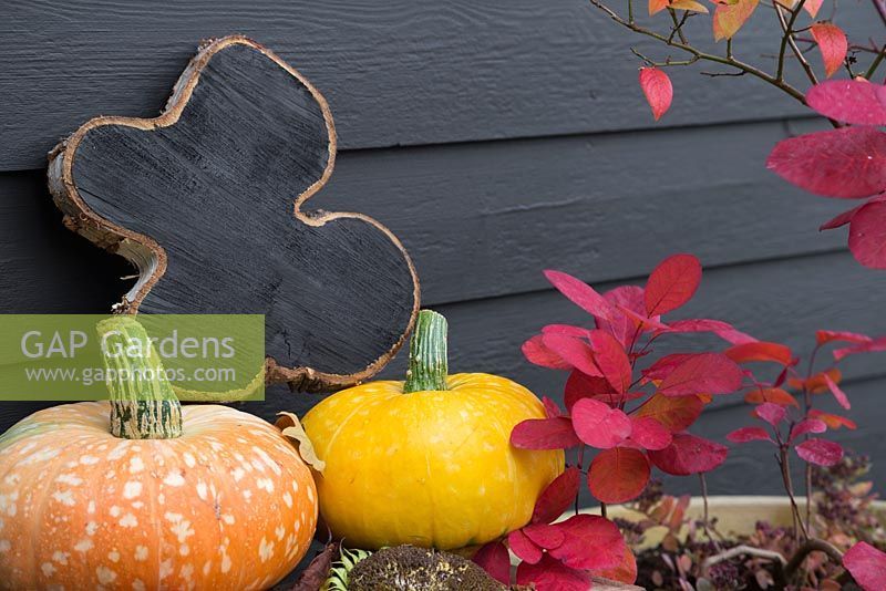 A blank Oak tree slice painted with blackboard paint to be used as a sign or label