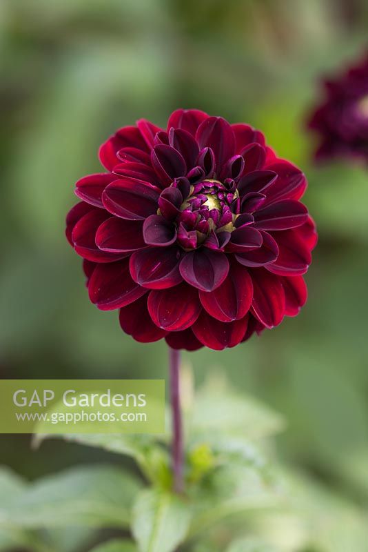 Dahlia 'Dark Spirit'