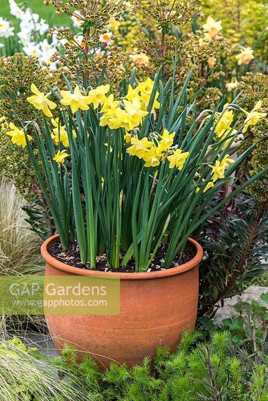 Narcissus 'Verdin' planted in a terracotta pot.