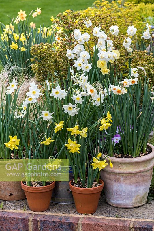 An April daffodil display with Narcissus 'Geranium', 'Bright Eyes', 'Lieke' and 'Verdin' in pots.