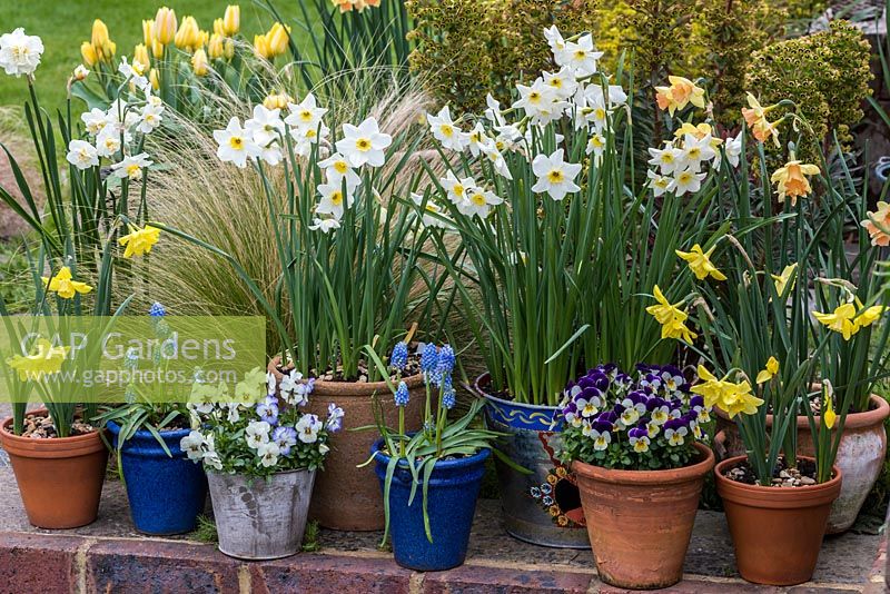 An spring pot display with Narcissus 'Lieke', 'Verdin' 