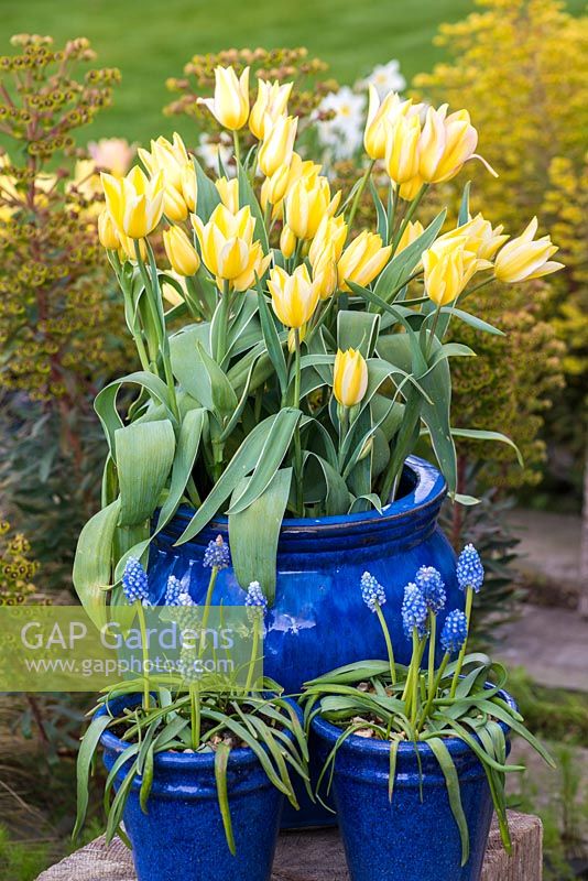 Pot of  Tulipa 'Antoinette', an unusual multi headed tulip which opens yellow and increasingly blushes with age. Late flowering from April.