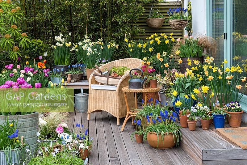 A decked seating area with colourful spring container display of daffodils, tulips, grape hyacinths and violas.