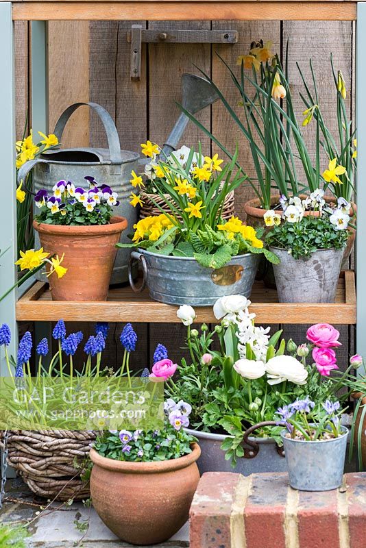 A potting bench with spring container display of daffodils, primroses, violas, grape hyacinths and buttercups.