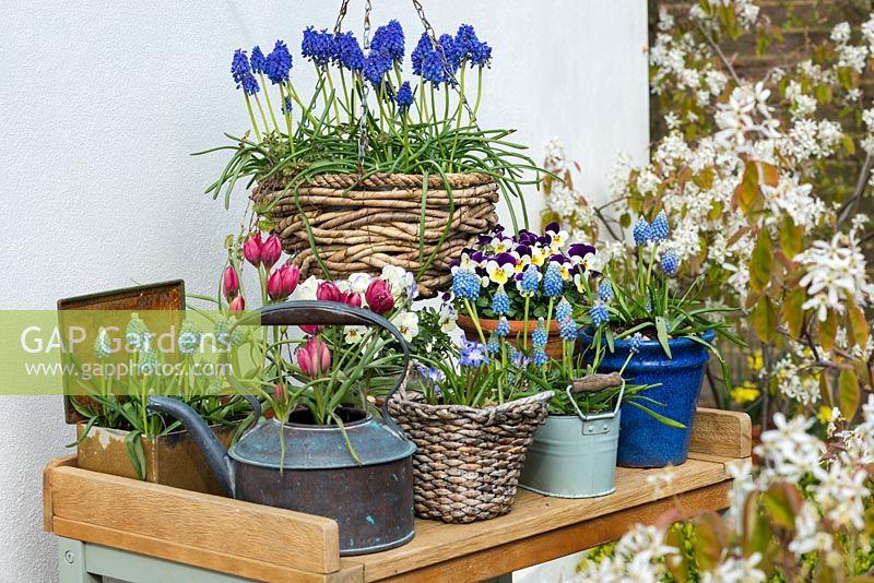 A potting bench with spring container display of Muscari 'Ocean Magic', Muscari 'Artist', Tulipa hageri 'Little Beauty' and violas.