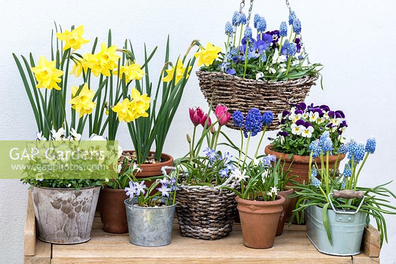 A potting bench with spring container display of Narcissus 'Verdin', Muscari 'Ocean Magic', Tulipa hageri 'Little Beauty' Chionodoxa luciliae and violas.