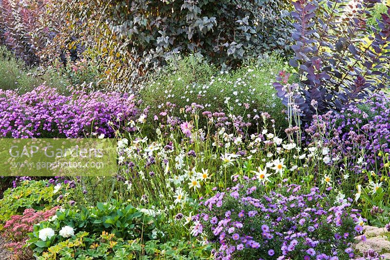 Late summer borders Aster novea-angliae, Cotinus coggygria 'Royal Purple', Gaura lindheimeri, Anemone, Sedum 'Matrona' and Verbena bonariensis, Dahlia 'Honka White'. Weihenstephan Gardens