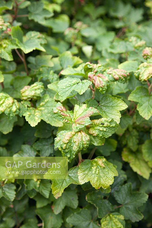 Currant blister aphid damage ribes leaves 