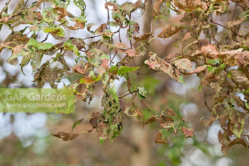 Alder beetle caterpillars on birch tree leaves - July