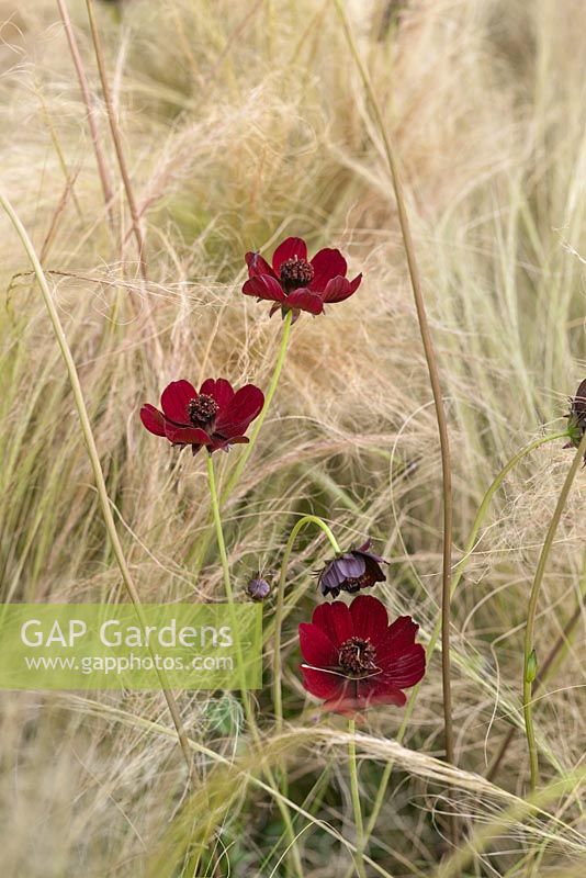 Cosmos atrosanguineus amongst Stipa tenuissima - Chocolate Cosmos, Ponytail Grass - July