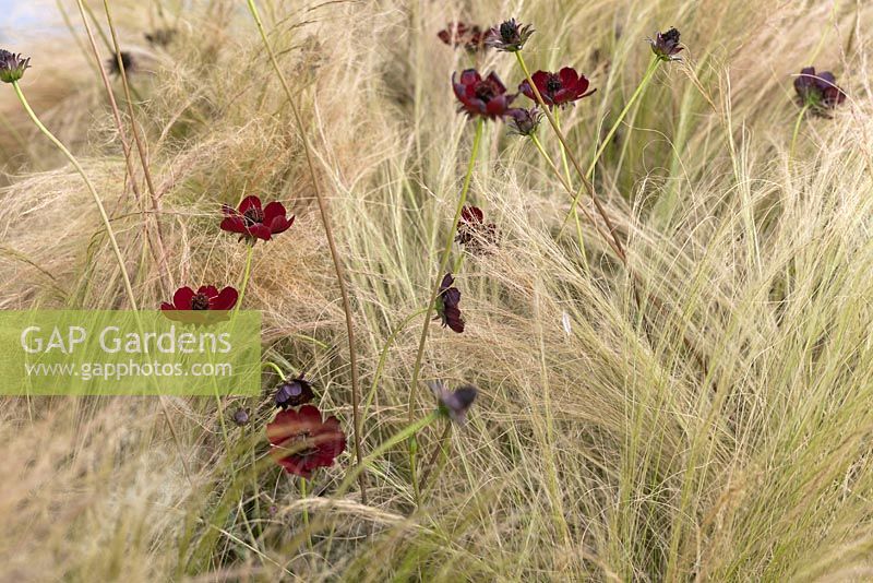 Cosmos Atrosanguineus amongst Stipa Tenuissima - Chocolate Cosmos, Ponytail Grass - July