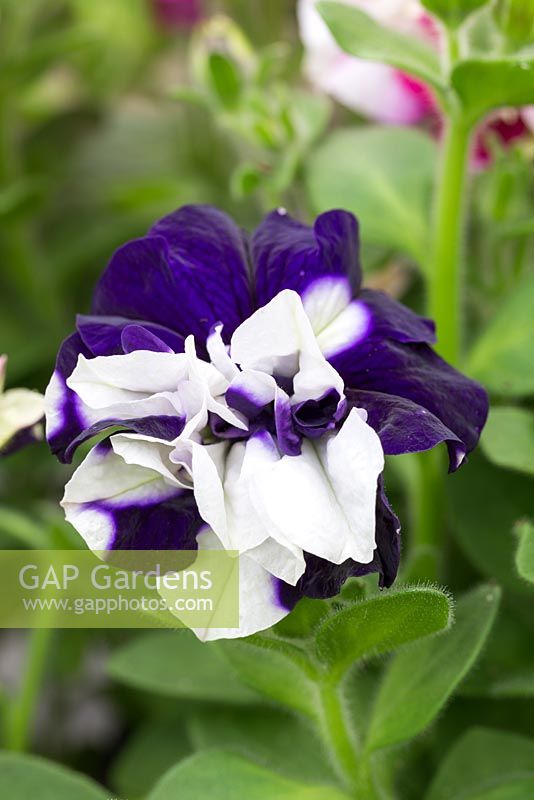 Petunia multiflora 'Duo' double mix