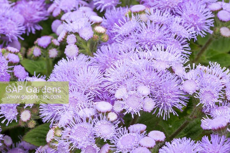 Ageratum 'Blue Champion'