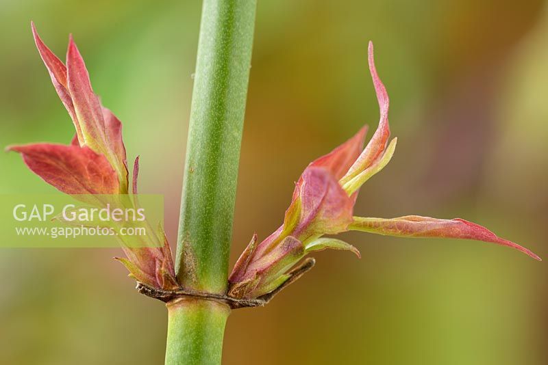 Leycesteria formosa  'Gold Leaf'  Himalayan honeysuckle  Flowering nutmeg  New spring growth  March