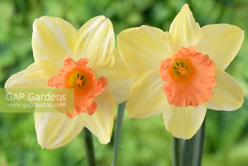 Narcissus 'Tickled Pinkeen'. Daffodil  Div. 2 Large-cupped.  Perianth petals fade from yellow to white as flower ages.  April