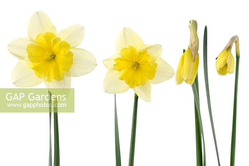 Narcissus 'Bella Estrella'. Daffodil  Div. 11a  Split-corona. Collar. Open and closed flowers - April