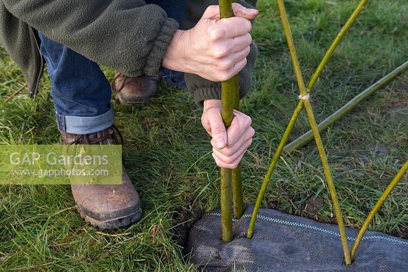 To create the arch stake the Common Osier Willow branches through the weed control fabric
