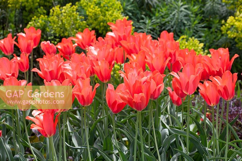 Tulipa 'Temple's Favourite'