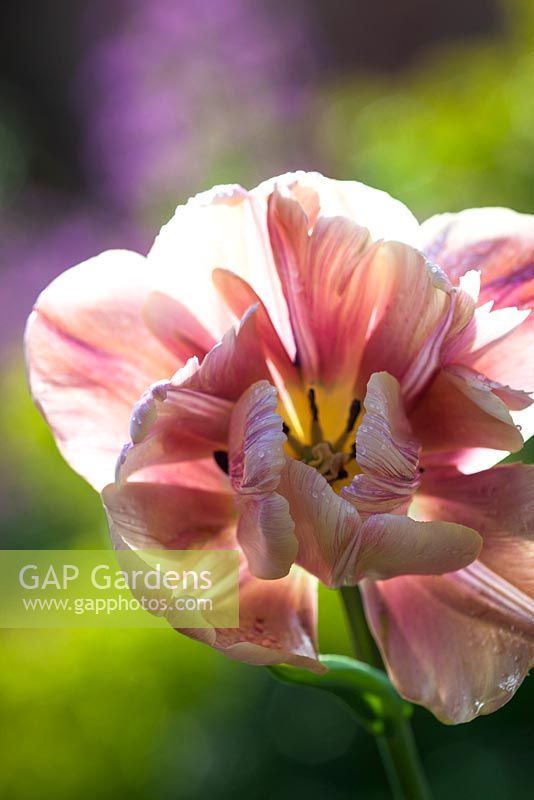 Tulipa 'La Belle Epoque'