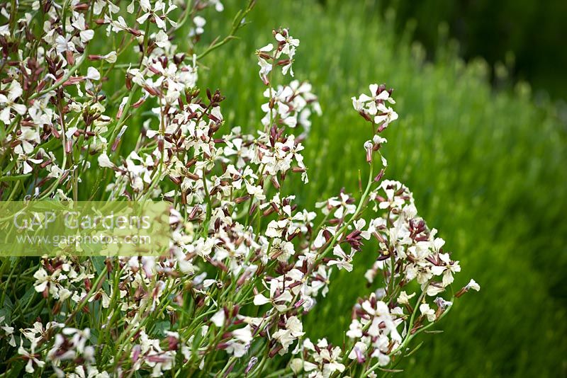 Eruca vesicaria subsp. sativa - Garden rocket, Salad rocket, Arugula