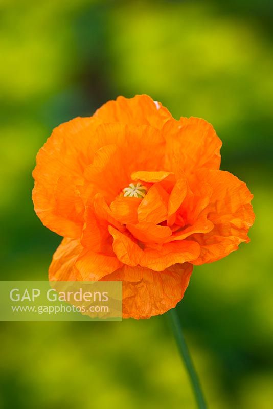 Papaver rupifragum - Spanish poppy