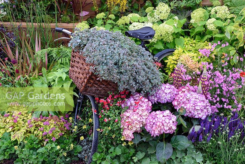 Old Bicycle with Sedum in front basket placed in flower beds. Hampton Court Palace flower show 2016